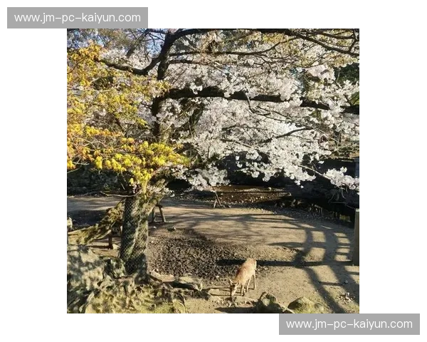 大阪樱花vs赞:一场穿越时空的绝美邂逅,解锁旅途的无限惊喜